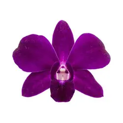 بذر گل ارکیده بنفش