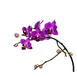 بذر گل ارکیده بنفش