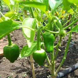 بذر فلفل دلمه ای سبز ایتالیایی