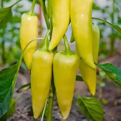 بذر فلفل دلمه ای زرد ایتالیایی