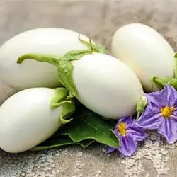 بذر بادمجان سفید تخم مرغی