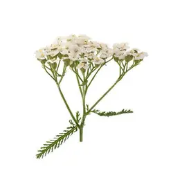 بذر گل بومادران