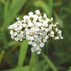 بذر گل بومادران