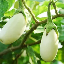 بذر بادمجان سفید دلمه ای