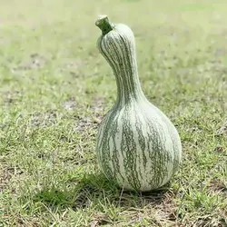 بذر کدو تنبل سبوی دار کاساوو