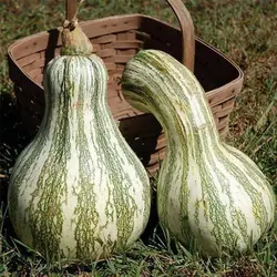 بذر کدو تنبل سبوی دار کاساوو
