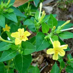 بذر گل لاله عباسی زرد