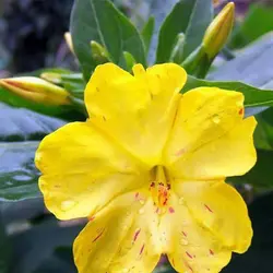 بذر گل لاله عباسی زرد