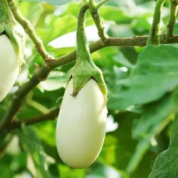 بذر بادمجان سفید گوست باستر