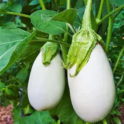بذر بادمجان سفید گوست باستر