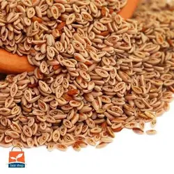 بذر اسفرزه اواتا