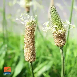 بذر اسفرزه اواتا