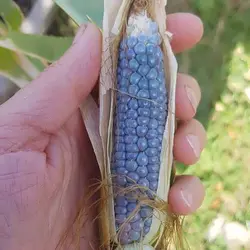 بذر ذرت آبی پترسون