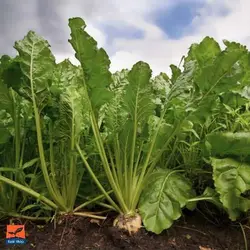 بذر برگ چغندر قندی