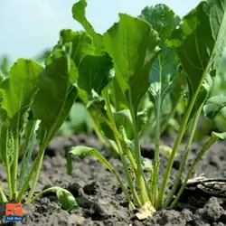 بذر برگ چغندر قندی