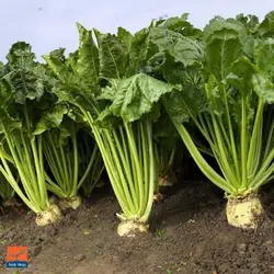 بذر برگ چغندر قندی