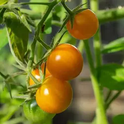 بذر گوجه فرنگی ناگت طلایی