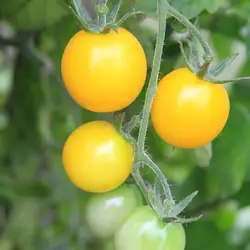 بذر گوجه فرنگی ناگت طلایی