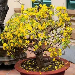 بذر درخت گل زرد مای