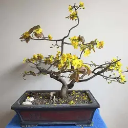 بذر درخت گل زرد مای