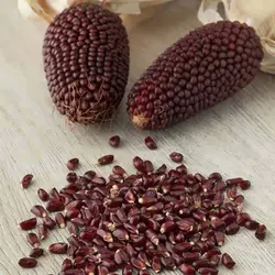 بذر ذرت توت فرنگی