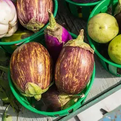بذر بادمجان اودامالپت