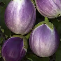 بذر بادمجان رزا بیانکا