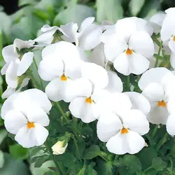 بذر بنفشه سفید