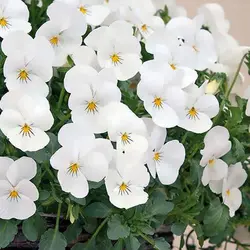 بذر بنفشه سفید