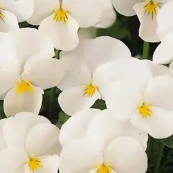 بذر بنفشه سفید