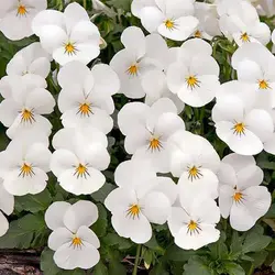 بذر بنفشه سفید