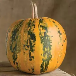 بذر کدو تنبل عمانی
