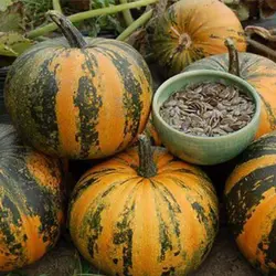 بذر کدو تنبل عمانی