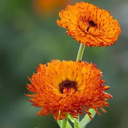 بذر گل همیشه بهار خوراکی