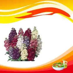بذر گل شب بو خوراکی