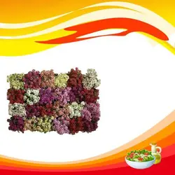 بذر گل آلیسوم خوراکی