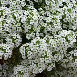 بذر گل آلیسوم خوراکی