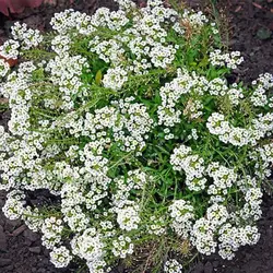 بذر گل آلیسوم خوراکی