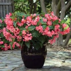 بذر گل بگونیا خوراکی