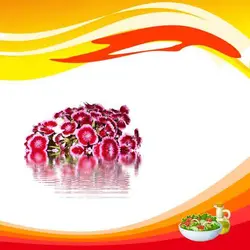 بذر گل میخک خوراکی