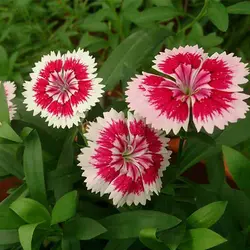 بذر گل میخک خوراکی