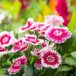 بذر گل میخک خوراکی