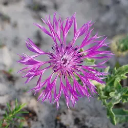 بذر گل گندم خوراکی