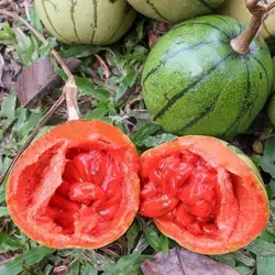 بذر پشن فروت چینی
