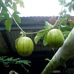 بذر پشن فروت چینی