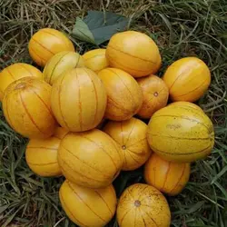 بذر پشن فروت چینی