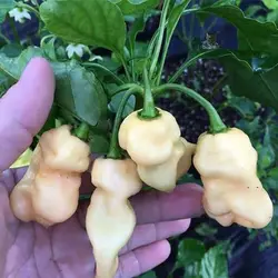 بذر فلفل پیچ هلویی
