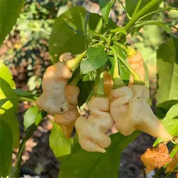 بذر فلفل پیچ هلویی