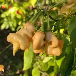 بذر فلفل پیچ هلویی