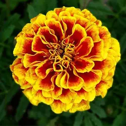 بذر گل جعفری خوراکی